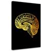 Печать на холсте Золотой мозг