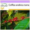 Dwarf Coffee - 8 Seeds - Coffea Arabica Nana