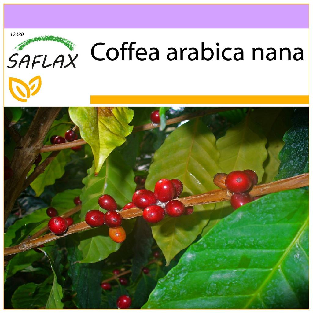 SAFLAX Кофе Карлик - 8 семян - Coffea arabica nana