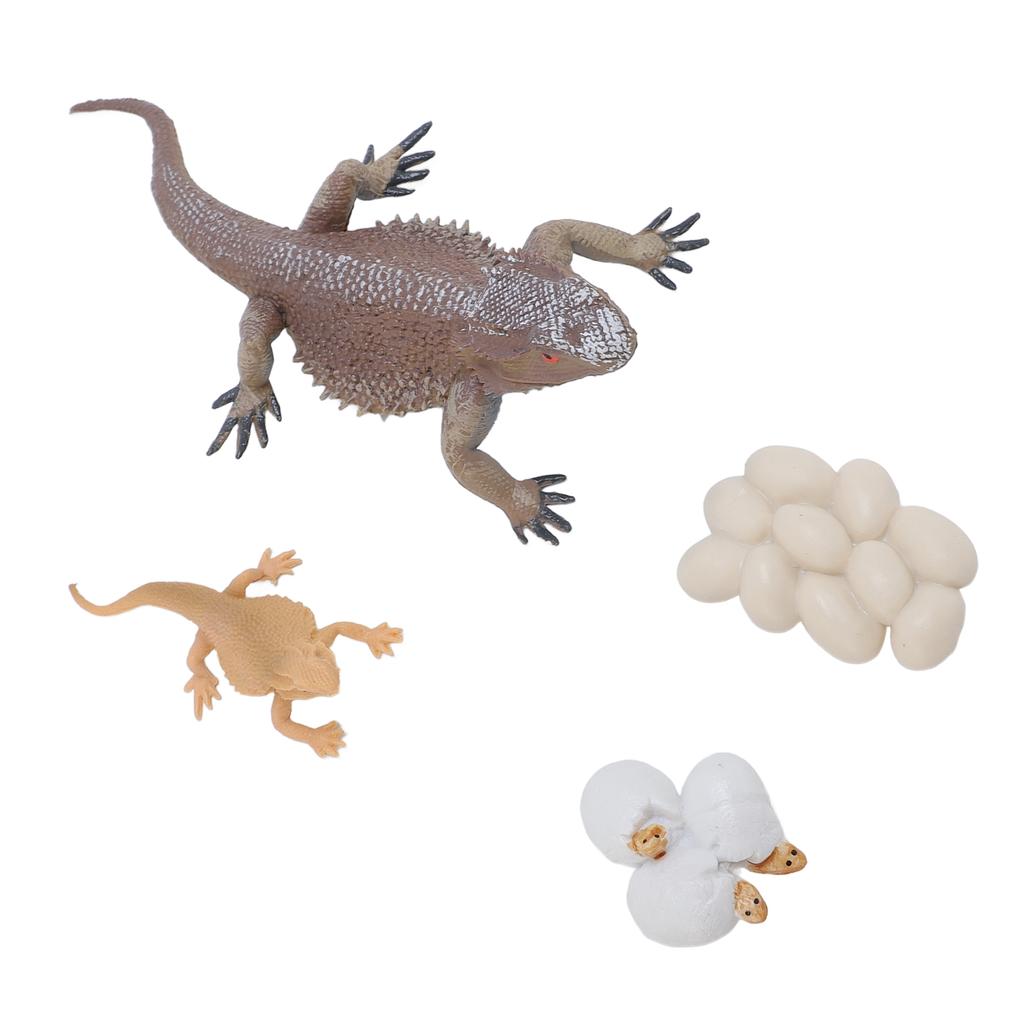 Lizard Life Cycle Figurine Toy Educational Interactive Lifelike Simulated Reptile Animal Figurine Se