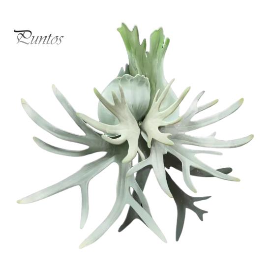Tropical Plant Refrigerator Magnets 3D Plants Magnet, Acrylic Green Decorative Fridge Home Decor Memo Notes Photo Holder for Kitchen Office