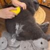 Steamy Cat Brush 3 в 1 Электрическая кошачья щетка с защитой от брызг и паровым распылителем для массажа Расческа для ухода за домашними животными Расчески для удаления волос Новинка