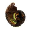 Stones and Minerals. Ammonite Fossil Desmoceras Nacreous. 28.0 Ct. Bully, Seine-Maritime, France..