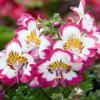 250 Butterfly Flower Seeds (Schizanthus Wisetonensis) Poor Man's Orchid - Untreated