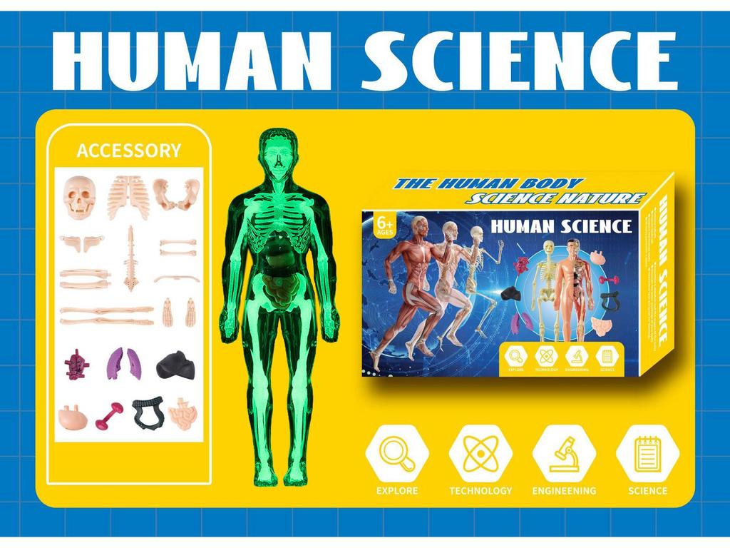 Набор 3D-модели человеческого скелета для детской образовательной анатомии и медицинского обучения