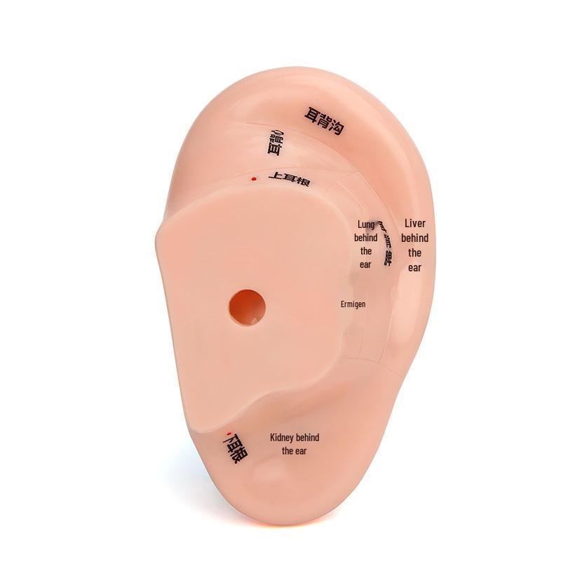 Модель рефлекторной зоны ушной акупунктурной точки 13 см - 18 см для акупунктуры и меридианной терапии