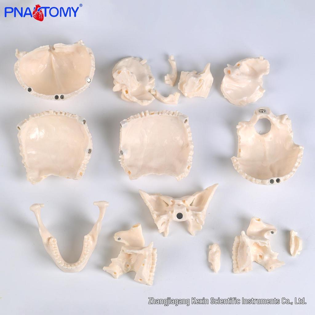 Medical 1:2 Scale 15-Part Detachable Human Skull Model