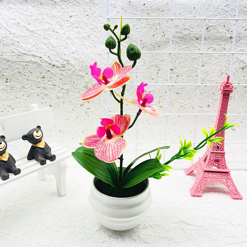 Phalaenopsis Potted Decorative Plant For Living Room Decor And Gift Display