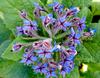 50 Borage Officinale Seeds - Aromatic Plant - Reproducible Peasant Seeds - Semi-Wild