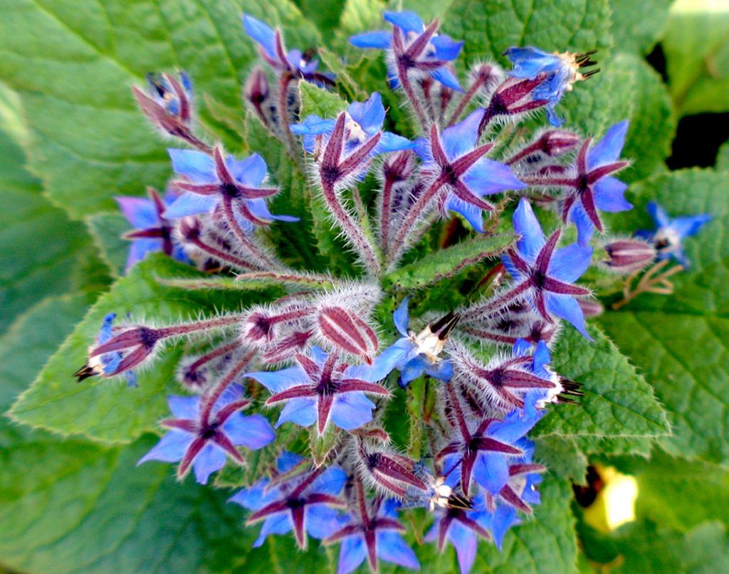 50 Borage Officinale Seeds - Aromatic Plant - Reproducible Peasant Seeds - Semi-Wild