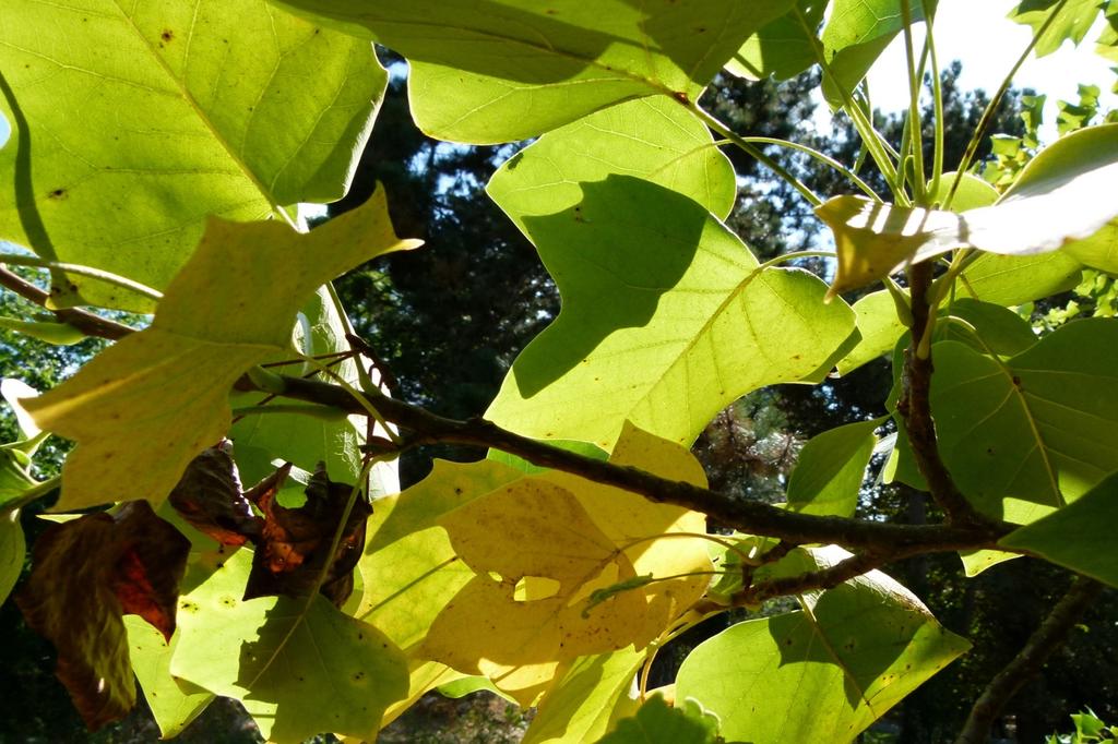 SAFLAX Тюльпановое дерево - 20 семян - Liriodendron tulipifera