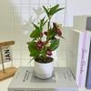Flower Artificial Jasmine Potted Plant With Rain Flower Stone For Decor Interior