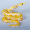 Wild Python Models Animals Models Python Model Toy Snake Toy Python Action Figure Simulation Python