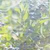 Fruit Tree Netting Breathable Plant Protector Mesh UV-resistant Weatherproof Tree Netting With Zipper And Drawstring For Farm