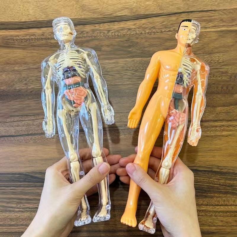 3D Mannequin Diy Human Skeleton Body Torso Model Educational Assembly Learning Kids Toys Anatomy Organ Structure Teaching Tool