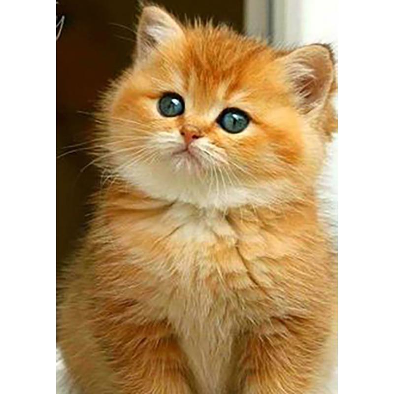 DIY 5D алмазная живопись животные вышивка кошка наборы крестиков полная круглая дрель мозаика со стразами настенная живопись подарок домашний декор