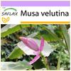 Банан Pink Velvet - 8 семян - Musa velutina