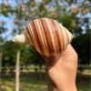 Натуральная раковина морского моллюска Декор для аквариума для раков-отшельников