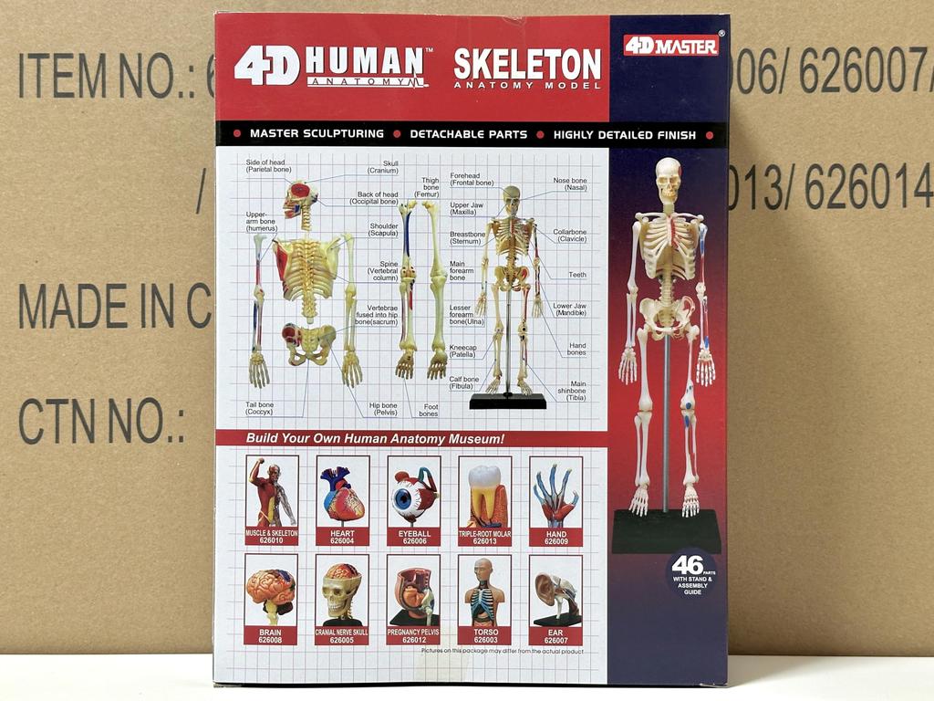 4D Human Skeleton Anatomy Model, 4D Puzzle, 6260011, Fame Master, 4D Master Educational Toy, STEM