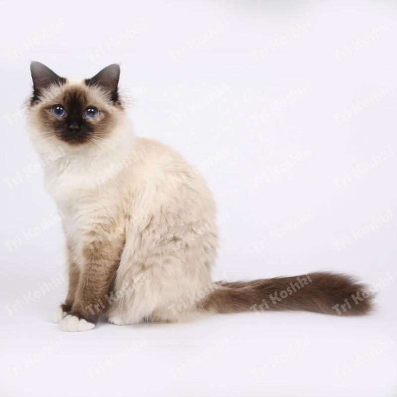 Три кошки RC035 Аниме Собака Рагдолл Наклейка Водонепроницаемая ПВХ Декор Дверь Гостиная Детская Комната