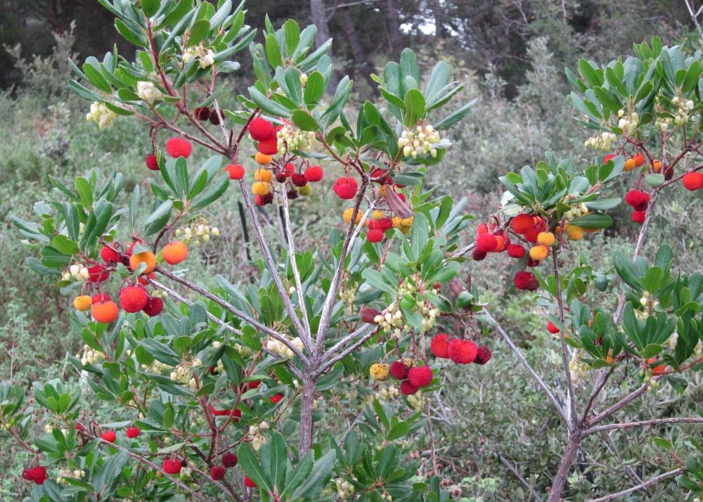 SAFLAX Земляничное дерево - 50 семян - Arbutus unedo