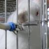 5 комплектов, рот для питьевой воды, автоматические двойные пружины, товары для домашних животных, поилка для кроликов, соска, диспенсер для кроликов