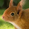 Decorative Ground Stakes for Patio Realistic Squirrel Garden Stake, 2D Flat Acrylic Yard Art Durable Courtyard Decoration Cute Ornament Outdoor