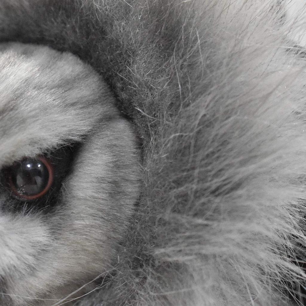 BH7710 HANSA Harpy Eagle 50