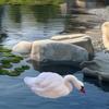 Swan Decoy Figurine, Garden Statue Goose Floating Ornament for Pool And Yard