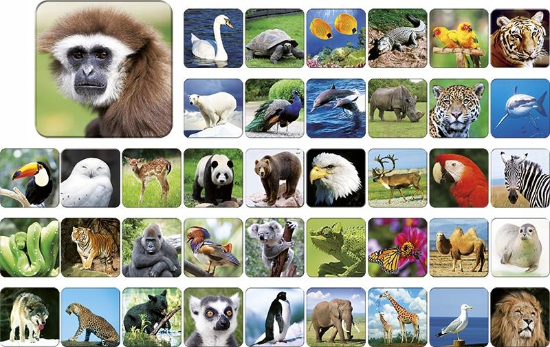 ЗОО АДАМИГО МЕМОРИ 7264