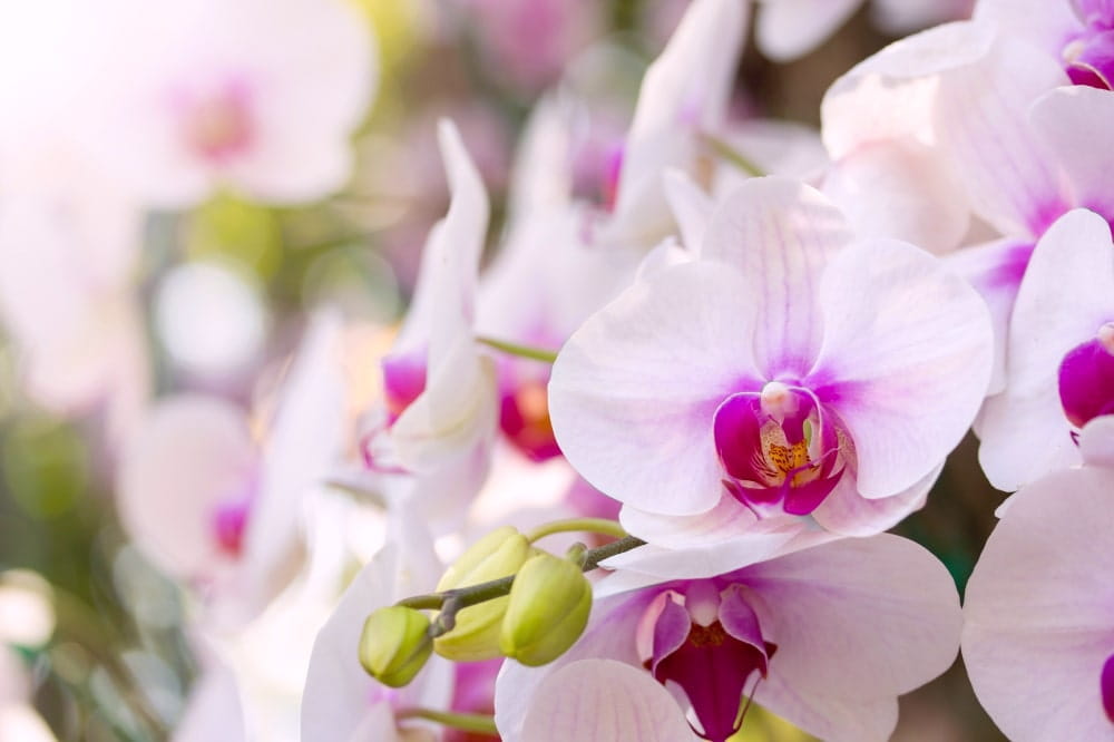 Orchid Potting Soil with Fertilizer