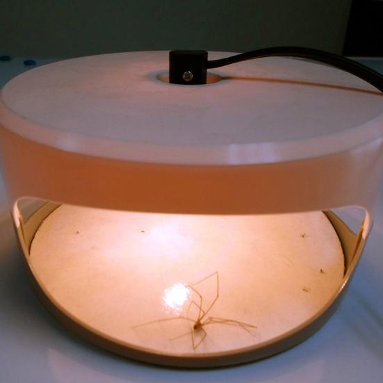 Нетоксичный домашний светодиодный светильник для домашних животных, липкая ловушка для блох, инструмент для борьбы с вредителями, ловец-убийца