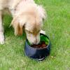 Collapsible Dog Bowl Leak-Proof Waterproof Safe Outdoor Folding Pet Bowl with Buckle And Zipper for Camping Hiking Dogs Cats Food Water
