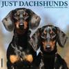 Willow Creek Press, Just Dachshunds 2026 Wall Calendar, 12'' X 12'', 18-Month Calendar with Stapled Binding