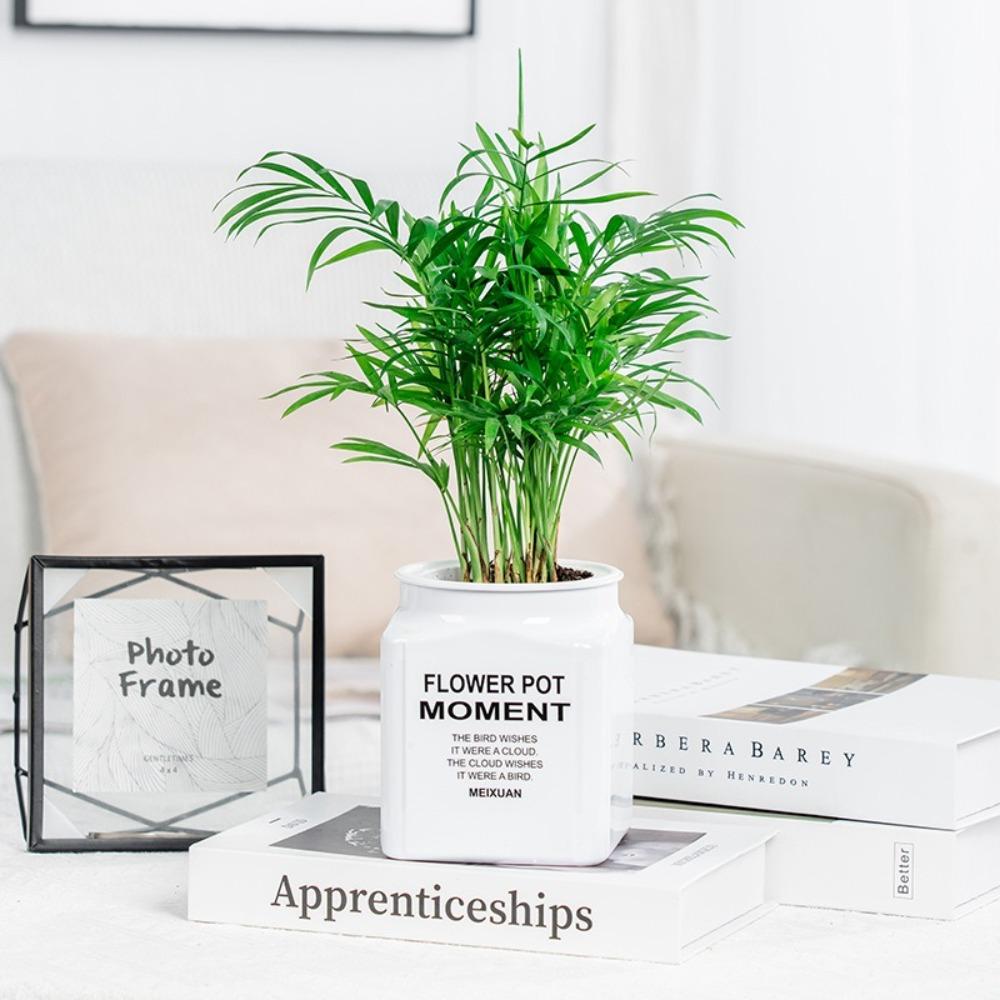 Plastic Hydroponic Plants Pot Self Watering Office Bonsai Decor