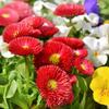 Pompom Daisy Seed Mixture 0.1g -