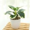 Искусственный горшок, не выцветает, зеленый, яркий, долговечный, не увядает, имитация растения, свадебное украшение