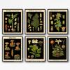 Vintage Abstract Nature Plant Flower Garden Wall Art Canvas Paintings Living Room Decor Science Posters and Prints Wall Pictures