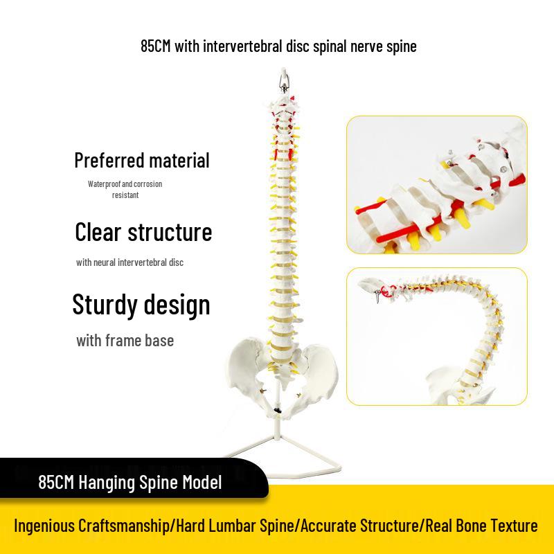 Взрослый 1:1 Модель позвоночника человека для хиропрактики - Шейный, Поясничный, и Демонстрация скелета