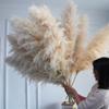 110cm Tall and Fluffy Large Pampas Grass for Elegant Home Decoration Garden and Boho Wedding Bouquets