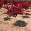 Japanese Red Maple Sapling