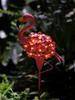 Garden Solar Lights Solar flamingo lawn lamp ground plug lamp landscape lamp Outdoor Solar Powered Flamingo Stake Lights