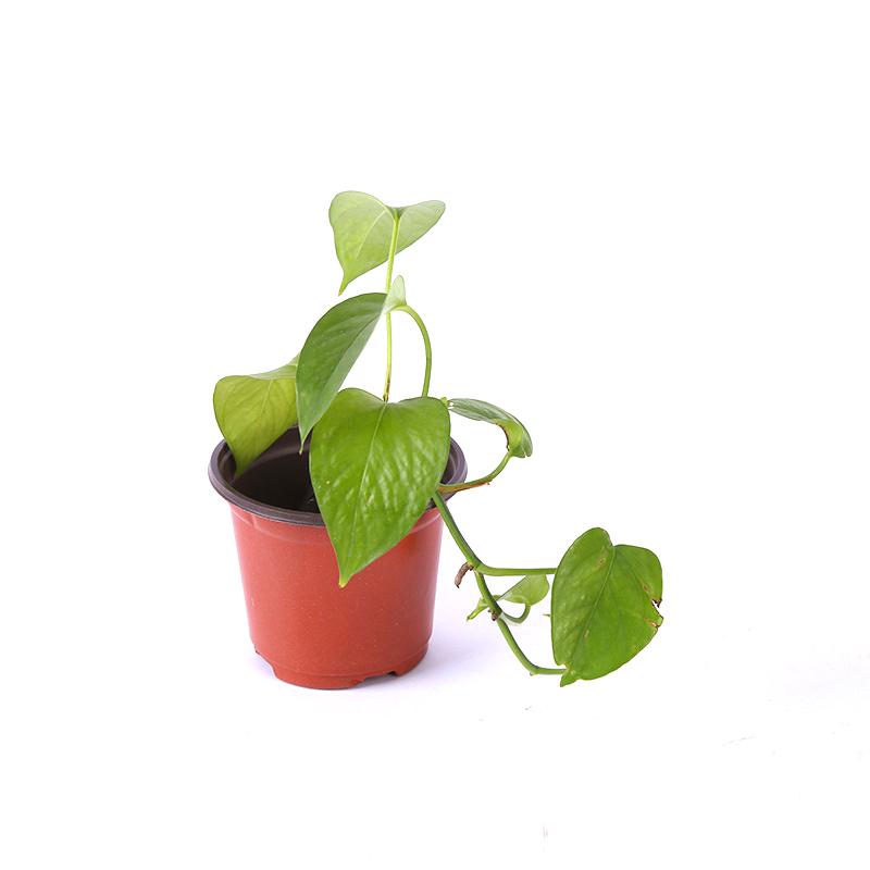 Небольшой пластиковый круглый цветочный горшок, терракотовый орнамент для питомника, двора, растения