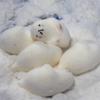 Сквиши Милый Тюлень Сжималка Игрушка для Снятия Стресса Мягкая Игрушка Моти Мультяшная Медленно Восстанавливающаяся Декомпрессионная Непоседа Игрушка для Детей Подарки