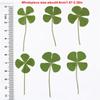 5Pcs Lucky Clover Postcards Natural Grass Transparent Wishing Cards Ideal for Bookmarks Decorations Reading Aid Bookmarks
