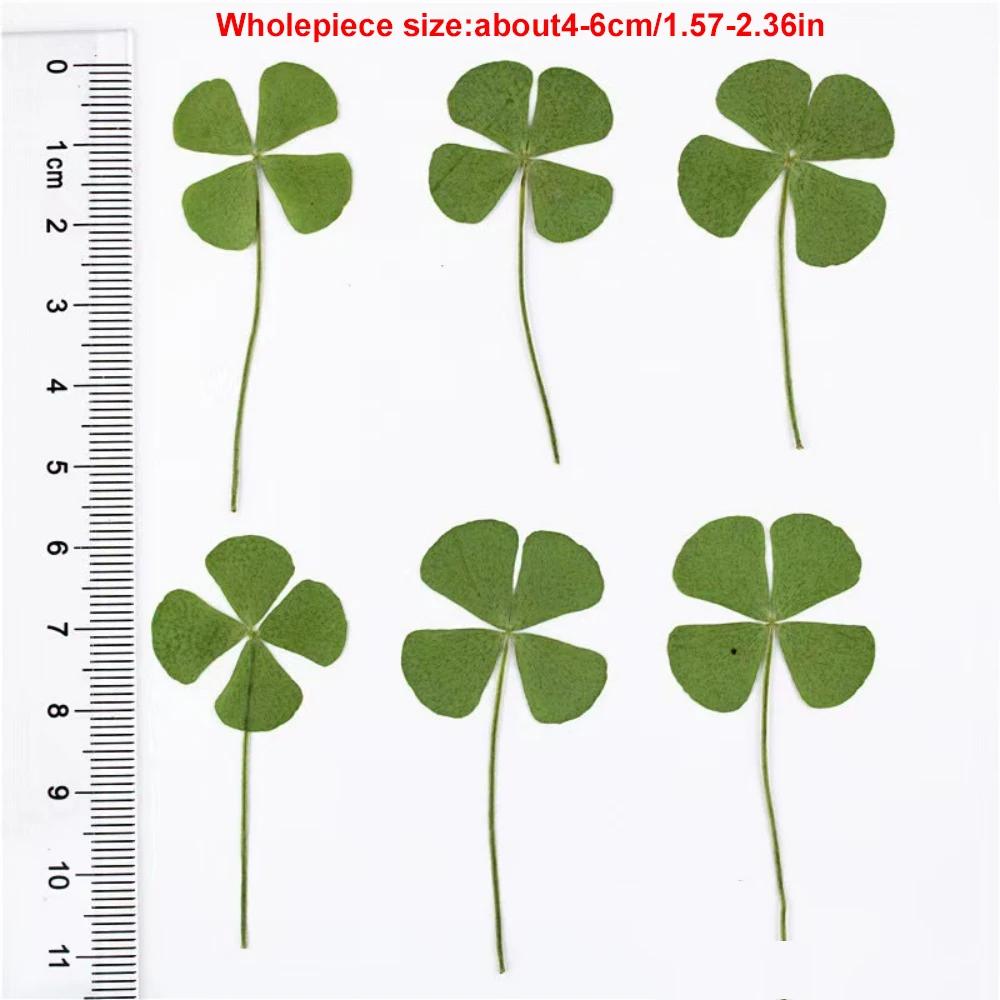 5Pcs Lucky Clover Postcards Natural Grass Transparent Wishing Cards Ideal for Bookmarks Decorations Reading Aid Bookmarks