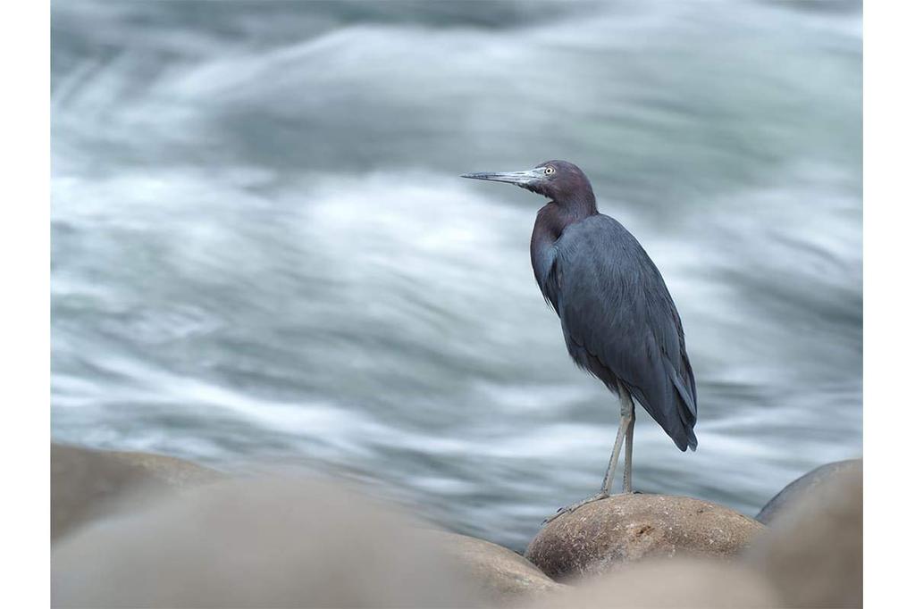 OM Teleconverter Black for Micro Four Thirds SYSTEM/OLYMPUS 2.0X MC-20