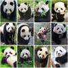 5D полная круглая дрель алмазная живопись панда вышивка крестиком мозаика животные алмазное искусство животные ручная работа домашний декор подарок