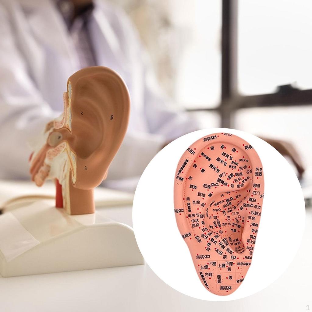 Модель акупунктуры уха Дисплей для обучения рефлексотерапии аурикулярной акупунктуры