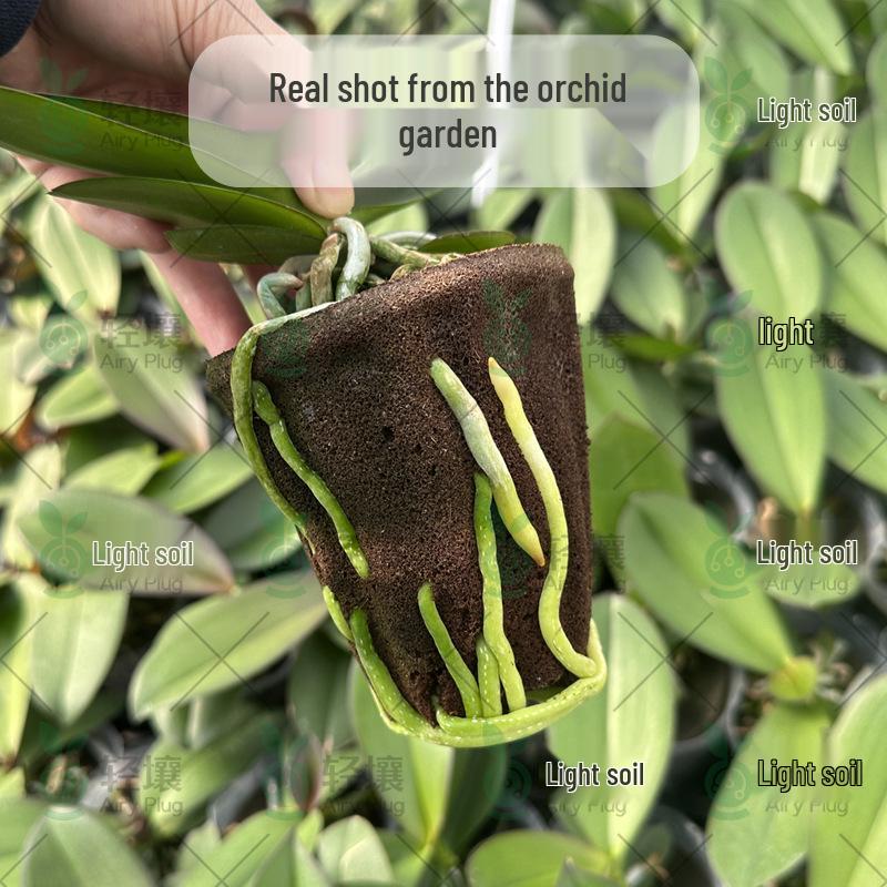 Light Soil Phalaenopsis Carbon Cotton Hydroponic Pots for Root Rot Prevention and Plant Wall Growth